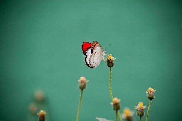 平安智能星保險(xiǎn)到底能返回來錢嗎？平安智能星保險(xiǎn)有哪些優(yōu)缺點(diǎn)？