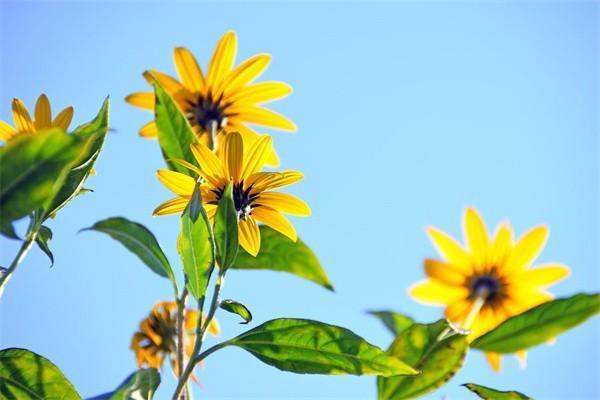 太平洋藍醫(yī)保百萬醫(yī)療在哪里買？有哪些特點？