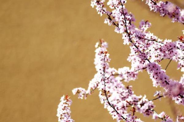 個人養(yǎng)老金賬戶要交多少年？要怎樣查詢？