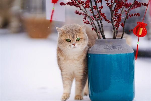 學(xué)生可以交社保嗎？交了社保有什么影響？