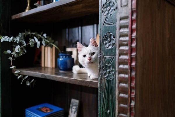 鑫盛保險(xiǎn)交滿20年能拿回本金嗎？還得繼續(xù)交嗎？