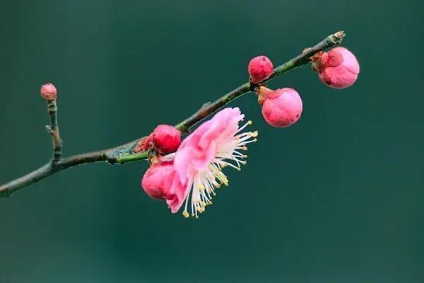 重疾險保額50萬一年交多少錢？選擇什么產(chǎn)品好？