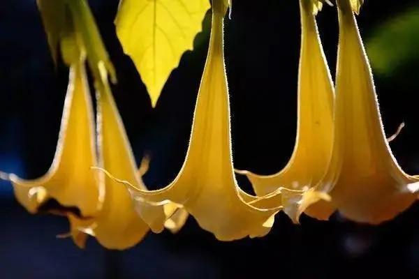 天安人壽理財(cái)險(xiǎn)一年存一萬利息多少？能提前取出來嗎？