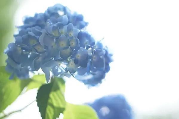 支付寶上的好醫(yī)保長(zhǎng)期醫(yī)療怎么樣？?jī)?yōu)缺點(diǎn)有哪些？