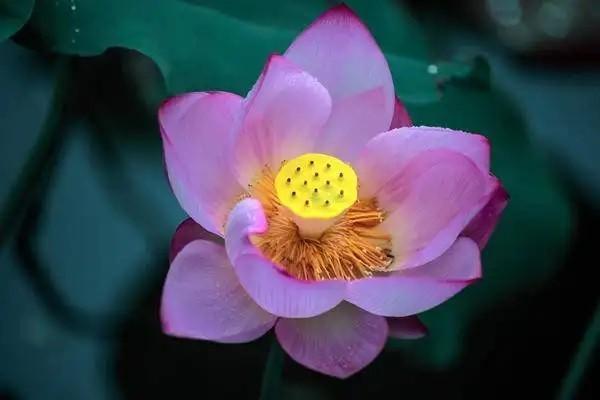 華夏理財(cái)保險(xiǎn)可靠嗎？有風(fēng)險(xiǎn)嗎？