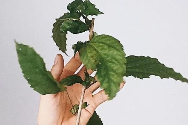 增額終身壽的真正缺點是什么？有優(yōu)點嗎？