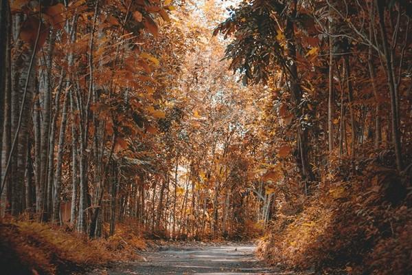 平安年金分紅是真的嗎？分紅是多少？