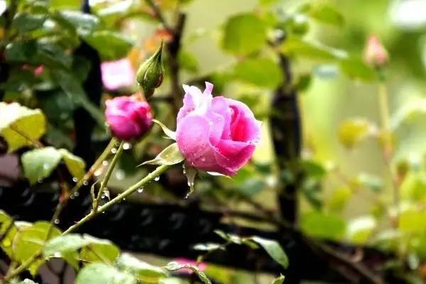 養(yǎng)老金總額怎么查詢？個人部分可以取出來嗎？