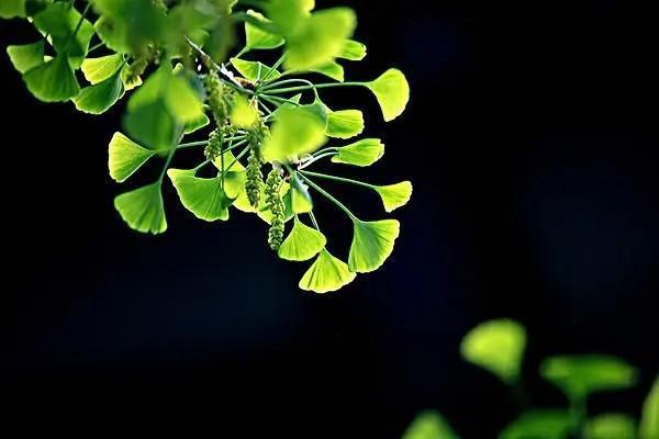 什么是基礎(chǔ)養(yǎng)老金和個人賬戶養(yǎng)老金？怎么計算？
