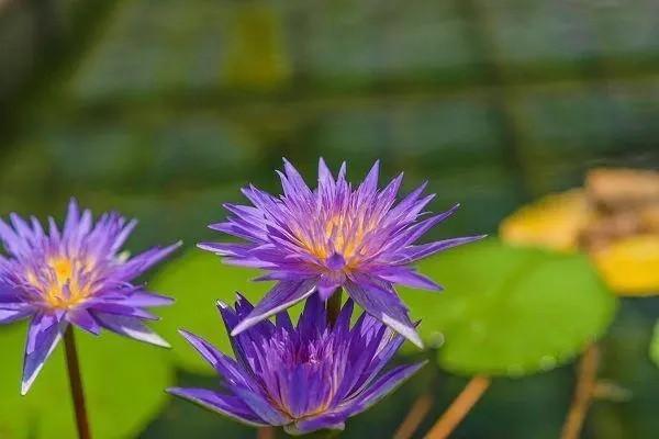 平安保險(xiǎn)平安福值得購買嗎？適合哪些人買？