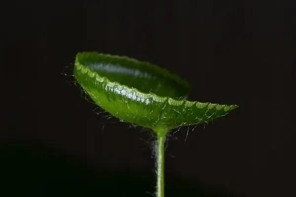 重疾和百萬醫(yī)療的區(qū)別有哪些？買哪個好？