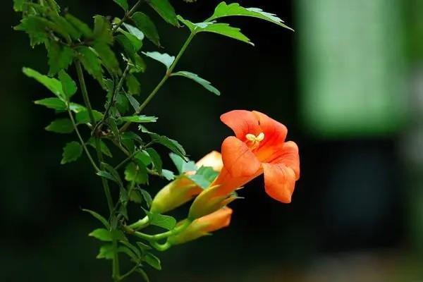 平安百萬醫(yī)療險一年交多少錢？哪款產(chǎn)品好？