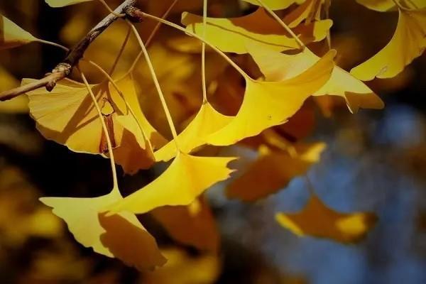 社保養(yǎng)老賬戶余額是什么意思？怎么計(jì)算養(yǎng)老金？