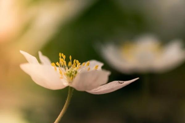 養(yǎng)老金個(gè)人賬戶余額查詢方式有哪些？顯示不出來怎么回事？