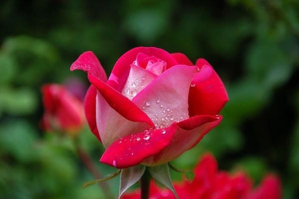 如何計(jì)算退休養(yǎng)老金？退休養(yǎng)老金領(lǐng)取有年限嗎？