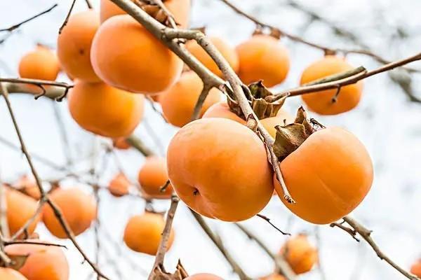 生育津貼和工資可以都發(fā)嗎？生育津貼怎么算？