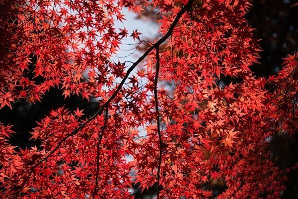 重疾險和百萬醫(yī)療險的區(qū)別是什么？哪個好？