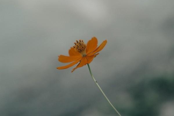 平安福上福20是不是坑？有什么優(yōu)點(diǎn)？