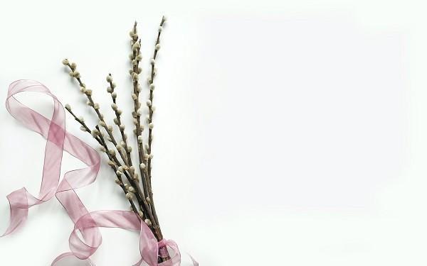 人壽學(xué)平險報銷范圍和額度是什么？保單如何查詢？