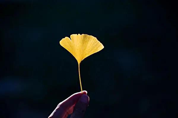 保險保單丟失了怎么辦？還能退保嗎？