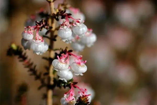 去保險(xiǎn)公司退保需要帶什么？能退多少錢？