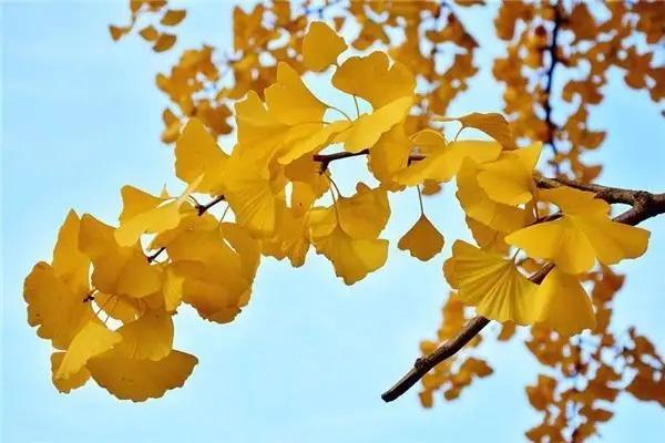 太平欣悅一世年金保險(xiǎn)交10年退保能退多少？怎么退？