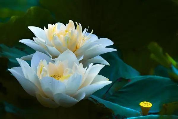 中國(guó)人壽保險(xiǎn)可以異地退保嗎？異地退保怎么退？