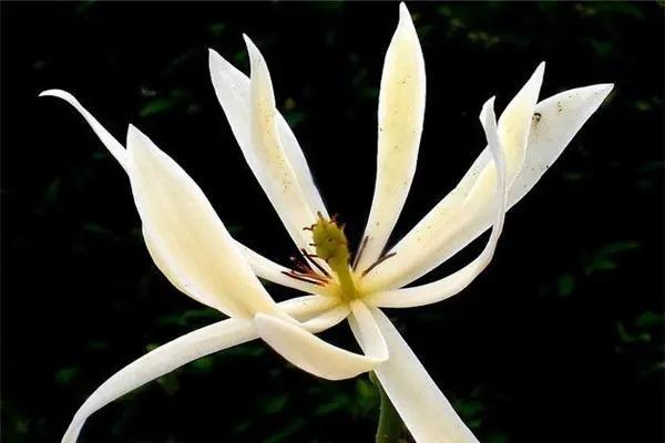 平安保險(xiǎn)退保在哪里辦理？退保需要哪些資料？