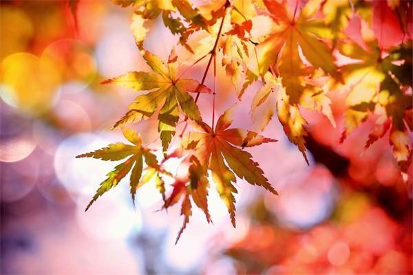 國壽盛世臻享年金保險(xiǎn)分紅型20年保障內(nèi)容？值得買嗎？