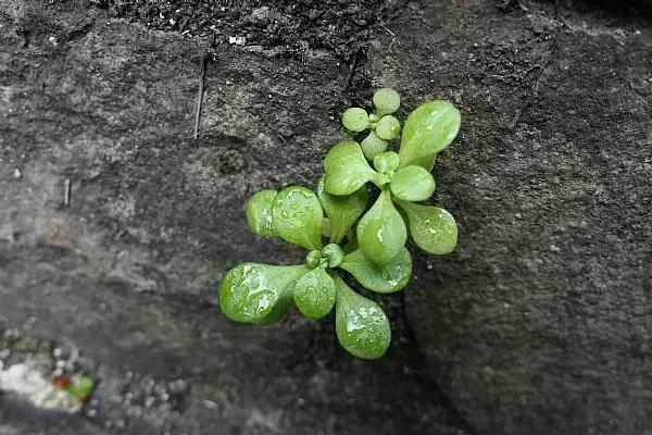 如果退保保費(fèi)能退多少