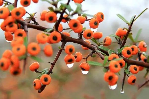 紅利保險(xiǎn)到期全額退款嗎？哪些情況能全額退款？