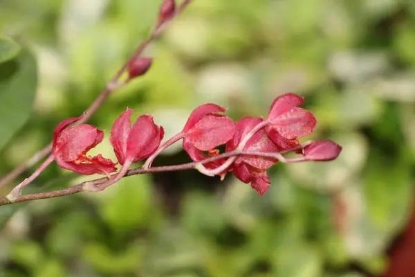 平安保險(xiǎn)線上退保怎么退？線上退保要注意什么？