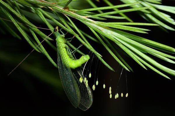 平安保險(xiǎn)交了3年退保能退多少錢？退保流程是怎樣的？