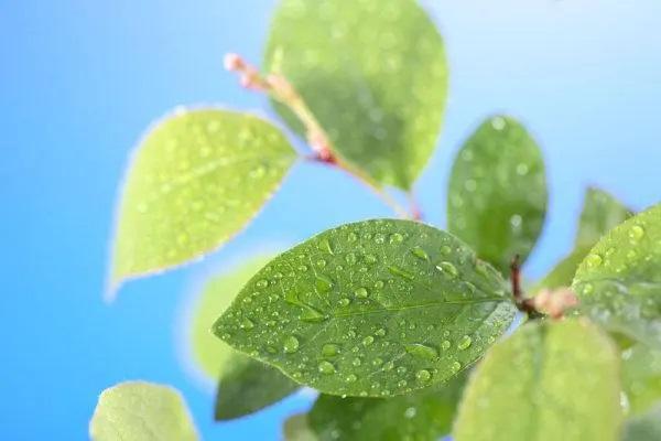 平安福交了七年想退保怎么退？退保能退多少？