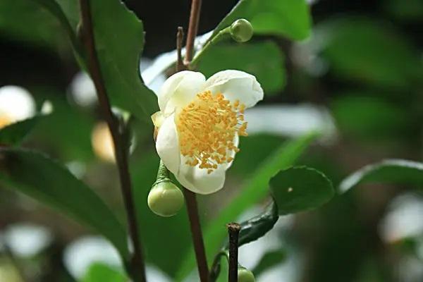 太平洋保險想退保能退多少？退保手續(xù)怎么辦？
