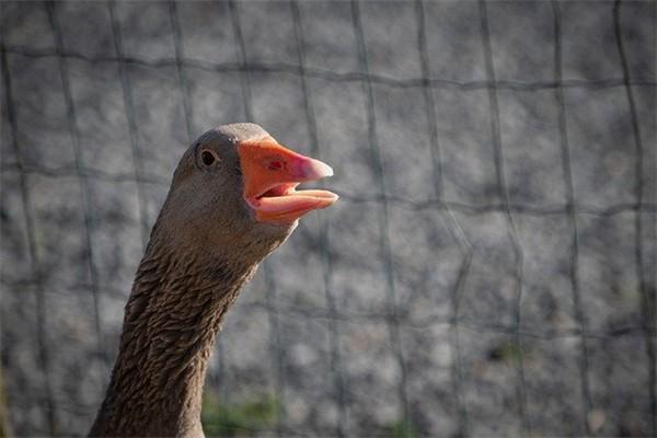 鑫享至尊年金保險產(chǎn)品介紹內(nèi)容是什么？適合什么人投保？