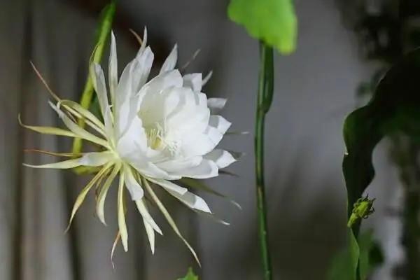 弘康多倍保重大疾病保險(xiǎn)怎么樣？值得購(gòu)買嗎？