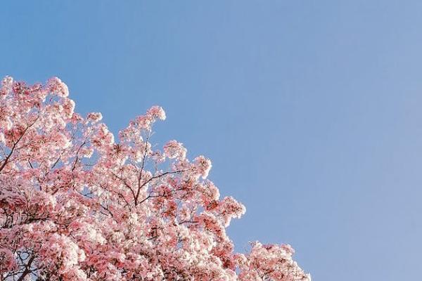 個人補(bǔ)充養(yǎng)老保險怎么買？一年多少錢？