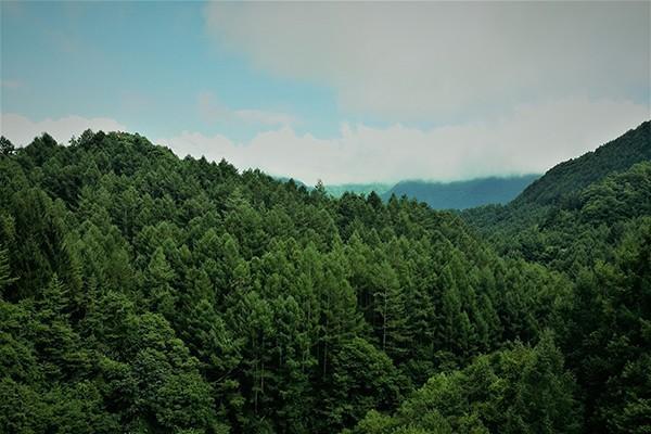 平安平安福終身壽險交20年劃算嗎？保障內容是什么？
