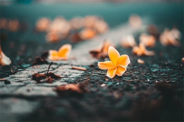 國內(nèi)最好的保險經(jīng)紀公司是哪個？和保險公司有什么區(qū)別？