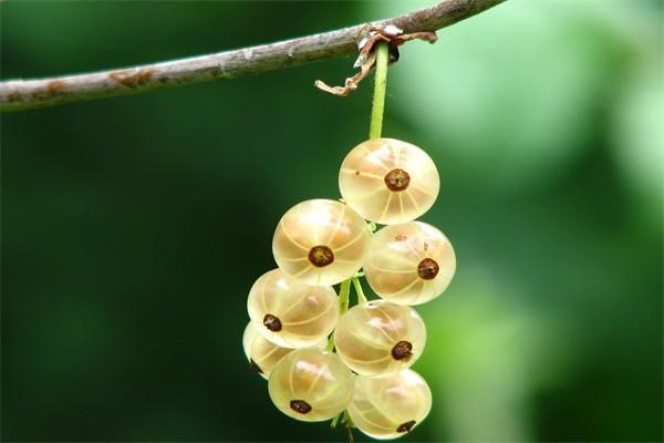 國壽福終身壽險2019版怎么樣？值得購買嗎？