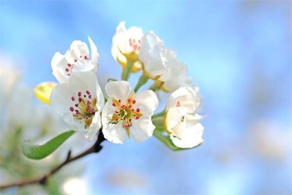 華夏南山松(鑫享版)終身壽險(xiǎn)條款保障條款是什么？值得購(gòu)買嗎？