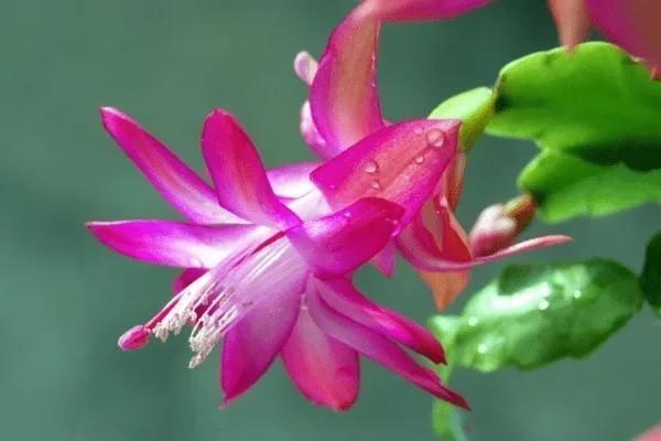 平安穩(wěn)增保到底怎么回事？錢能取出來用嗎？