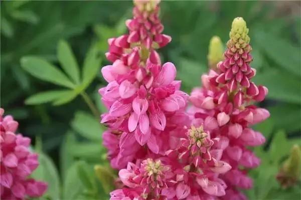 平安頤享延年養(yǎng)老保險怎么樣？值得購買嗎？