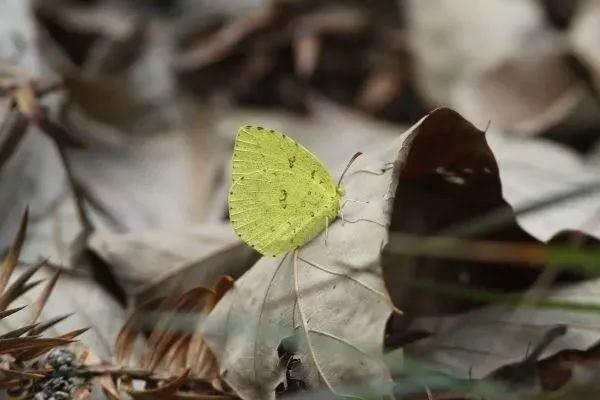 平安萬能利率一覽表是多少？怎么查詢？