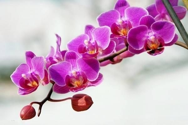 招商信諾傳家享悅年金保險(xiǎn)是什么產(chǎn)品？優(yōu)缺點(diǎn)有哪些？