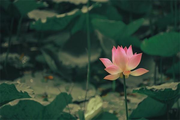 平安富貴人生兩全保險(分紅型)保障內(nèi)容？分紅怎么領？