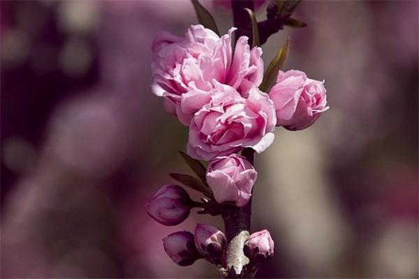 新華保險(xiǎn)健康福星增額2014怎么樣？值得購(gòu)買嗎？