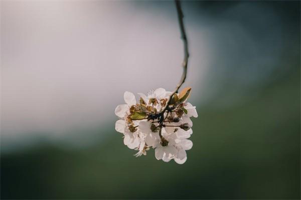 太平康頤金生終身壽險(xiǎn)(分紅型)退保能退多少？怎么算？