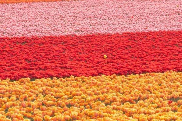 福如東海a款終身壽險分紅型是什么？怎么樣？